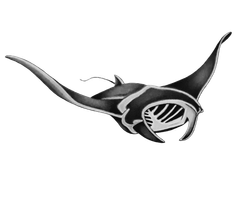 Sailing Manta