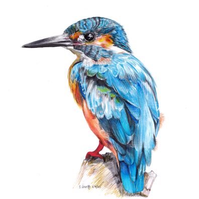 T_Kingfisher