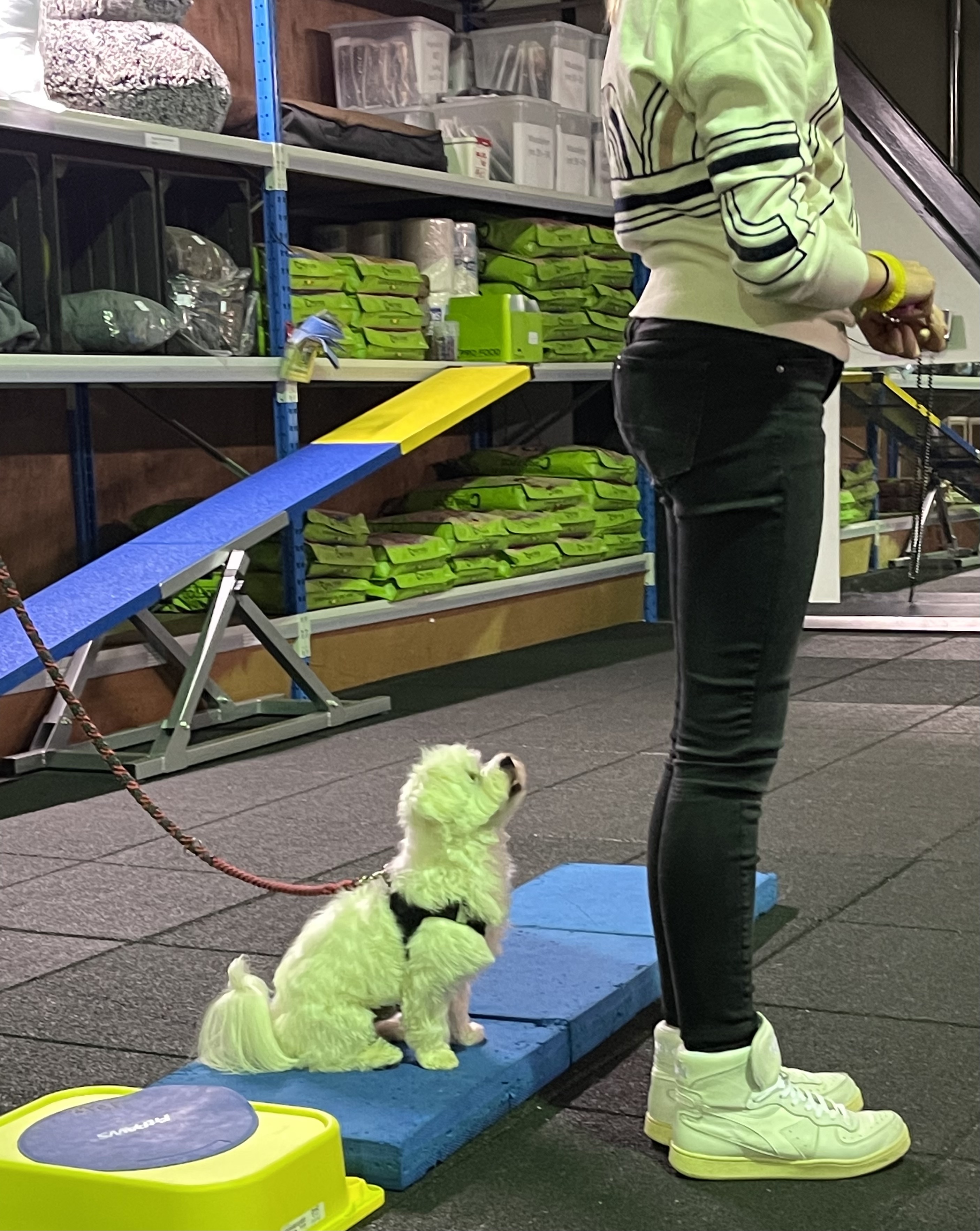 Zit commando terwijl baasje met rug naar de hond staat
