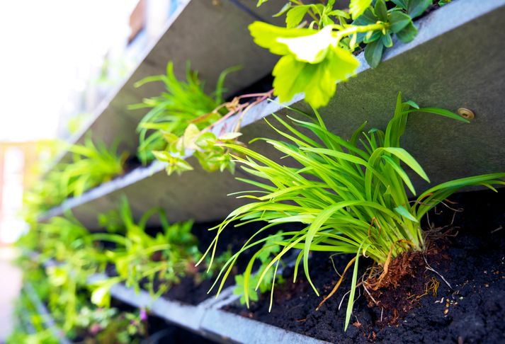 Het is voorjaar, dus de planten zullen lekker snel groeien