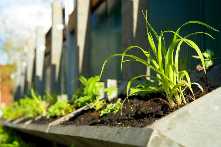 De bovenste rij planten geniet al van het voorjaarszonnetje