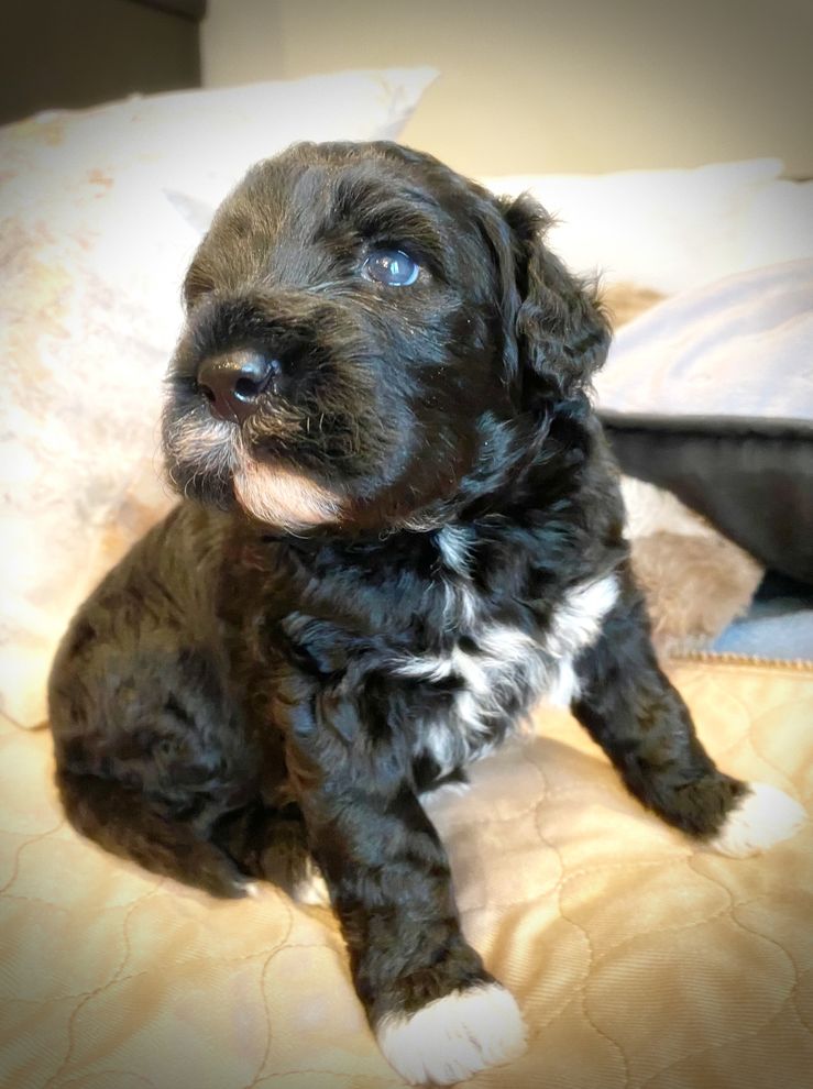 Aline 3 weeks old