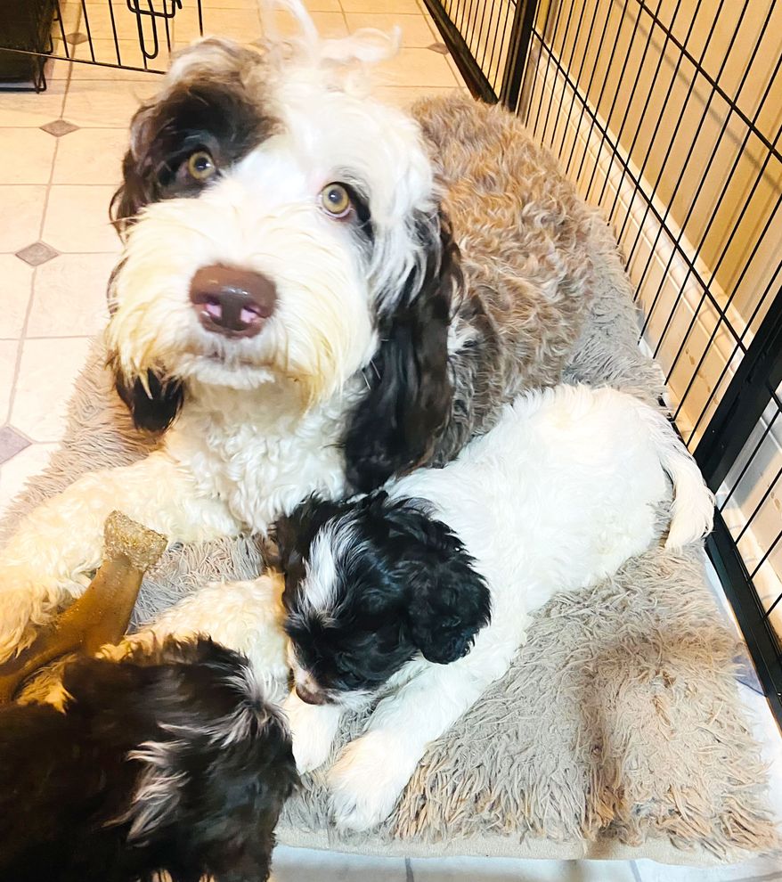 Brandi And OzzyPuppy