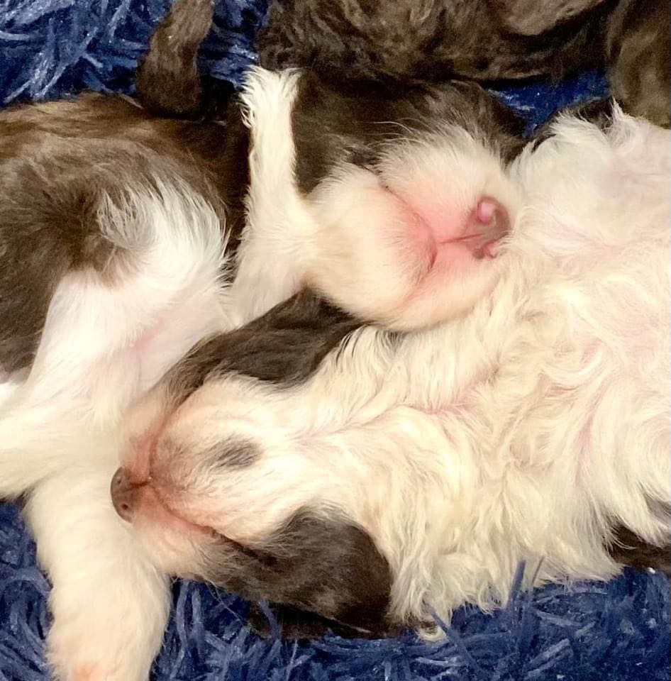 BrownPupsSleeping