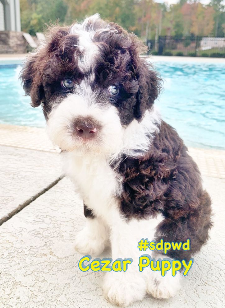 CezarPuppy