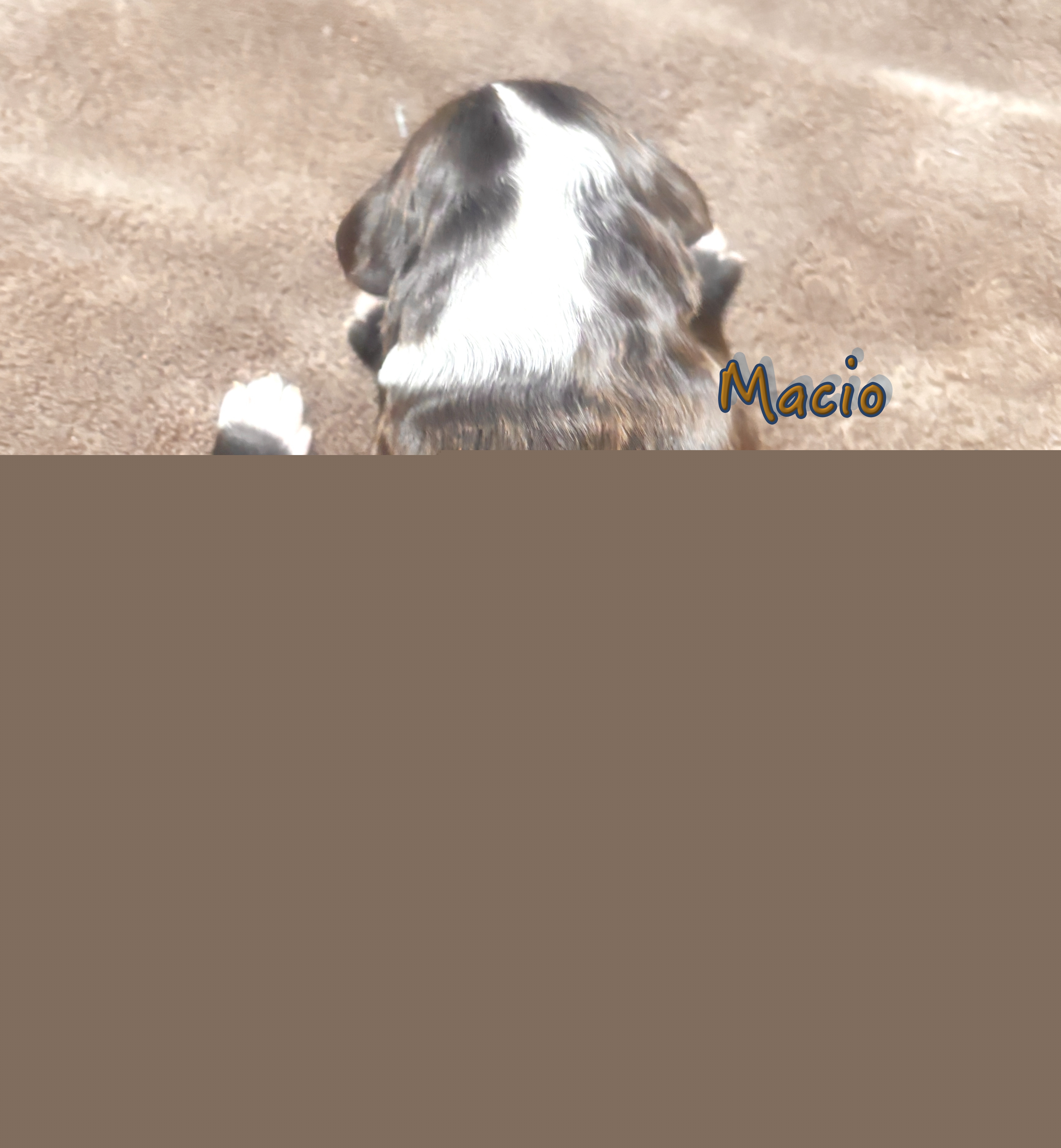 Macio0541