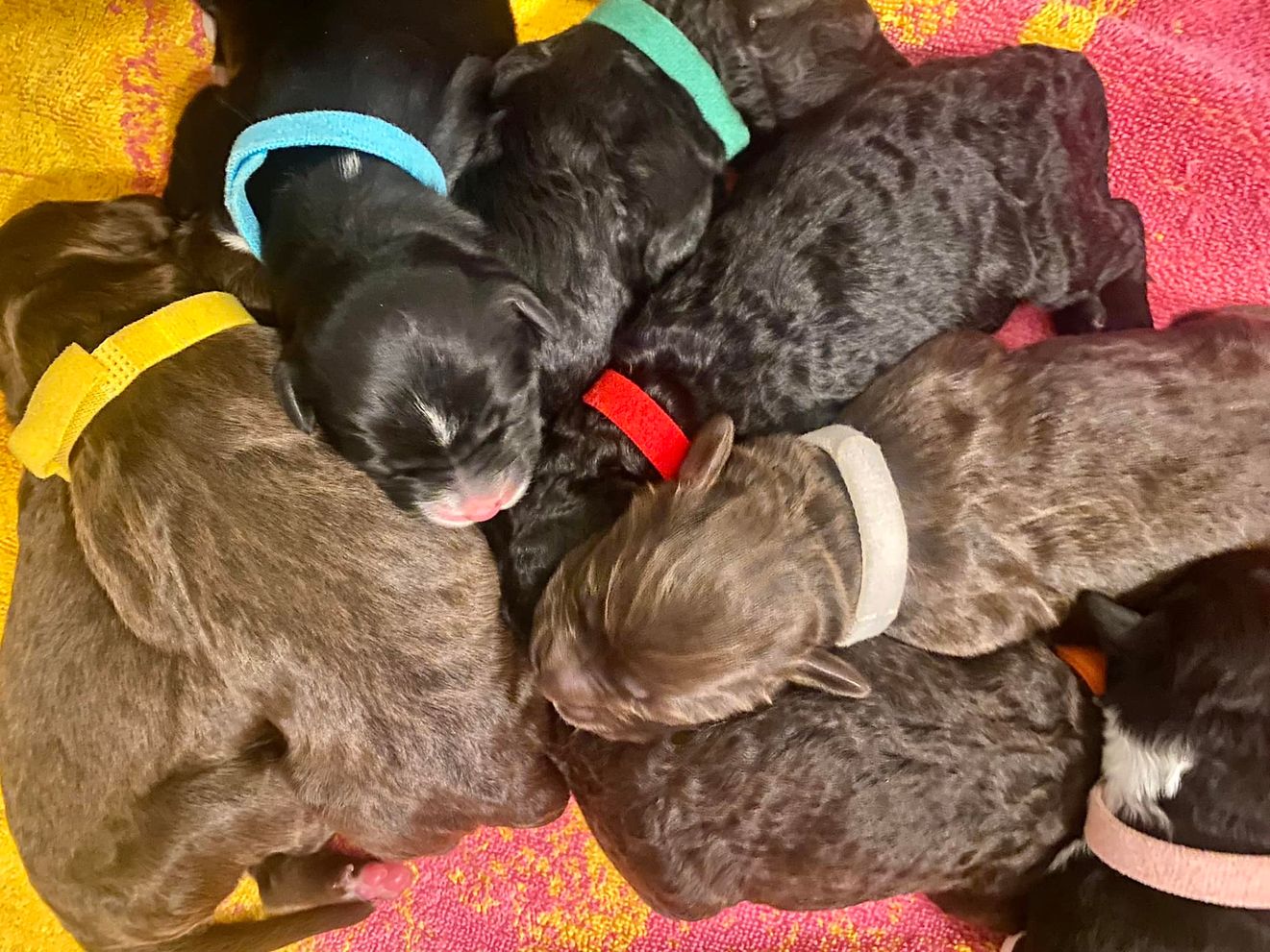 Pile of Pups