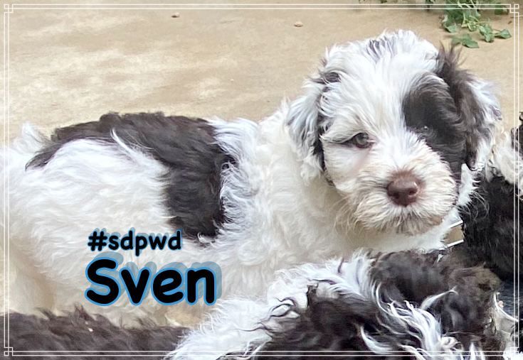 SvenPuppy