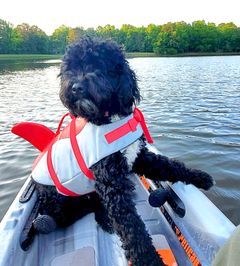 URSO - Puppy from Saylor and Oscar
