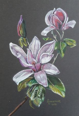 Magnolia