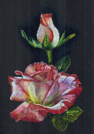 rozen