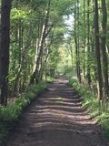 Waldspaziergang