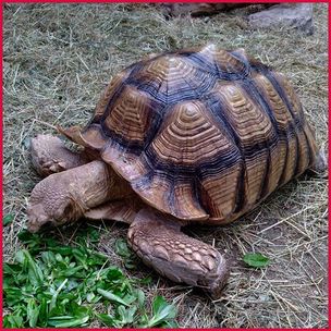 schildkröten_2