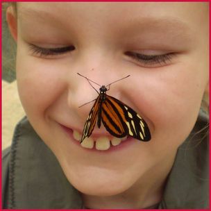 schmetterling_3