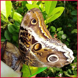 schmetterling_4