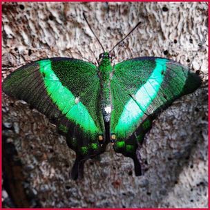 schmetterling_5