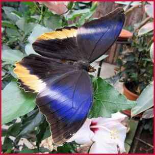 schmetterling_6