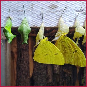 schmetterlinge_7