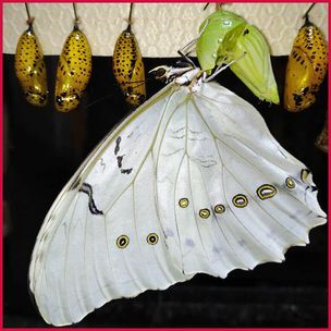 schmetterlinge_8