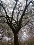 krozenbloesems