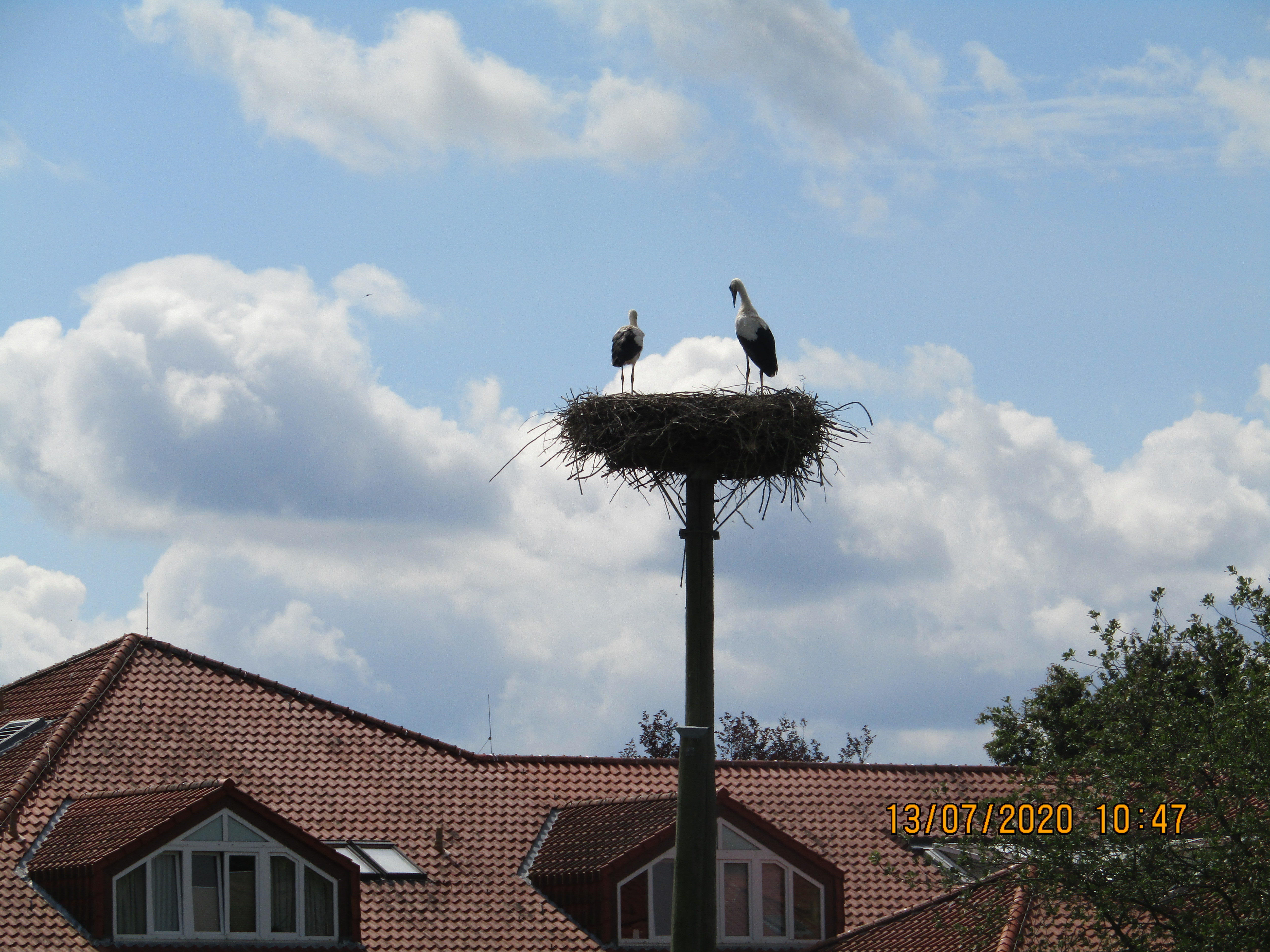 Die Störche sind omipräsent