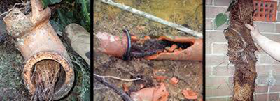 SCR Drainage and Pest Control fixing blocked drains, blocked sewers, and all major drain repairs using CCTV and high pressure jetting covering Weymouth, Portland, Dorchester, Bridport, Blandford, Wareham, Wool, Swanage, Poole and Bournemouth.  Also eliminates and exterminates all kind of rodents, insect and pest infestations.  Drains, blockages, sewers, overflowing, drainage Weymouth, pest control Weymouth, 24 hour call out Weymouth, emergency drains weymouth
