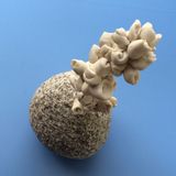 Granit, porcelain, 2014