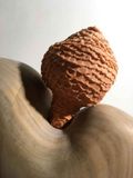 A nut, a seed, a fruit, a nest, a home