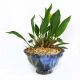 植木鉢