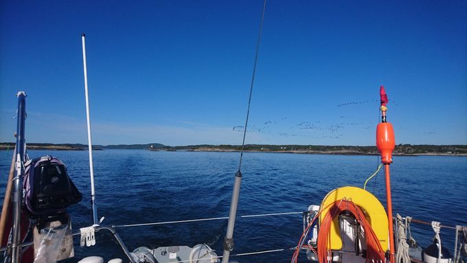 Jeg trekker østover, og noen (gjess) trekker vestover..