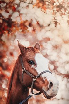 unsplash_N3mtdeGCHXk