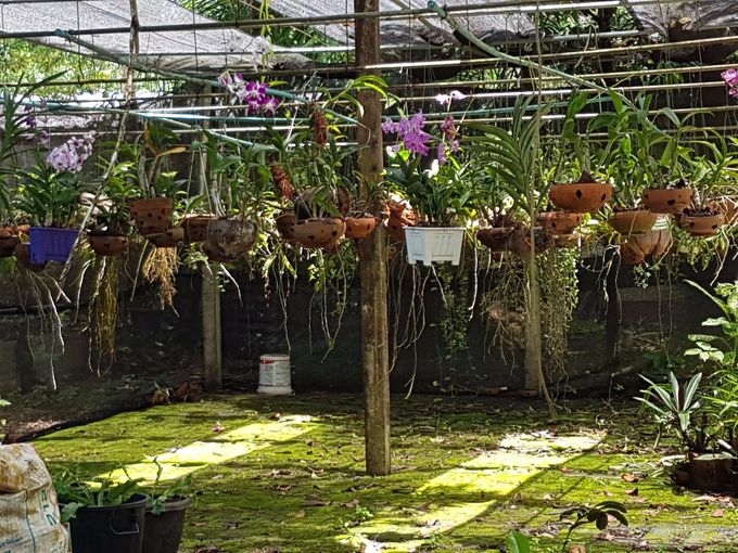 The Orchid House.