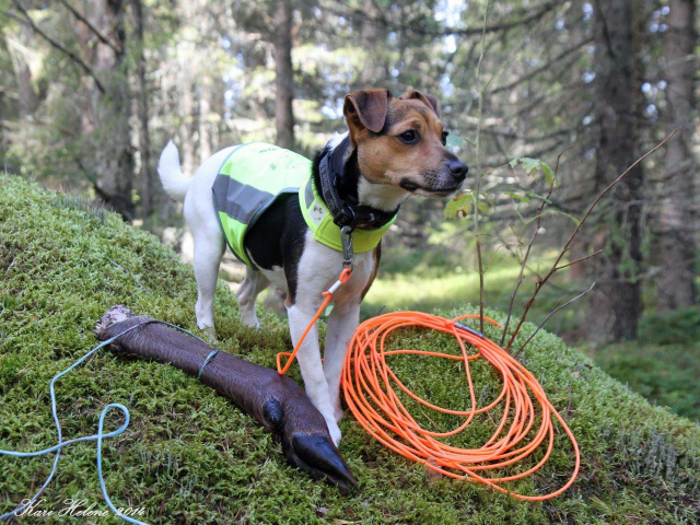 Hjortefot-copy_edited-1