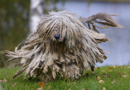 bergamasco