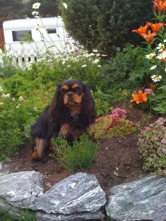 Blomsterpiken :-)