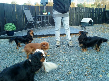  Gina, Barbie, Hector, Kaisa og Gabby