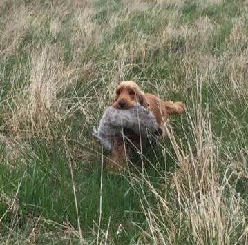 Cocker spaniel er også en fantastisk jagthund - Sheerclever Rock Style i fuld fart :)