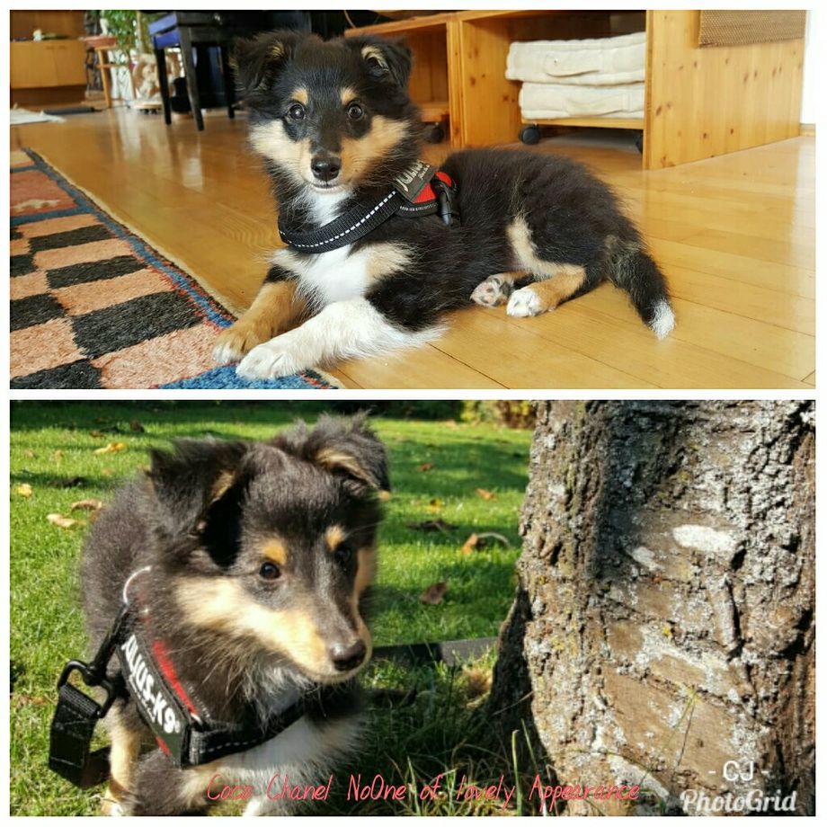 Coco Chanel NoOne hat sich prima in ihrem neuen Zuhause eingelebt. Vielen Dank Magdalena für die süßen Fotos!