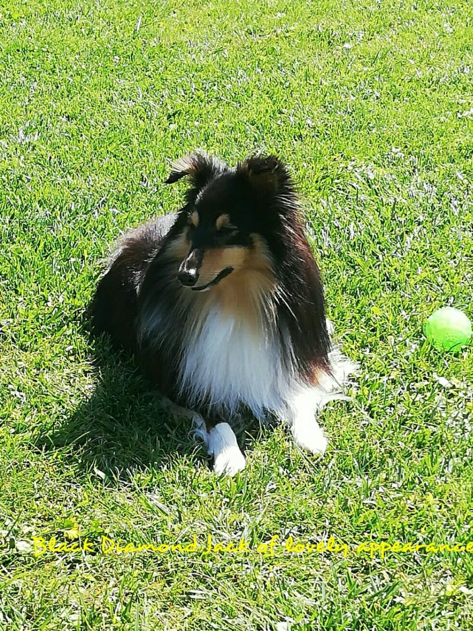 Black Diamond Jack of lovely Appearance, 2 Jahre.
Vielen Dank für das hübsche Foto!