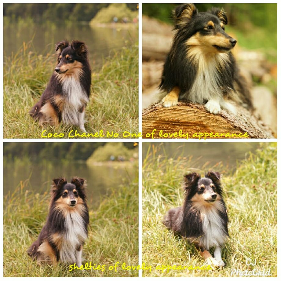 Fotoshooting mit Coco Chanel No One of lovely Appearance.
Vielen Dank für die hübschen Fotos!