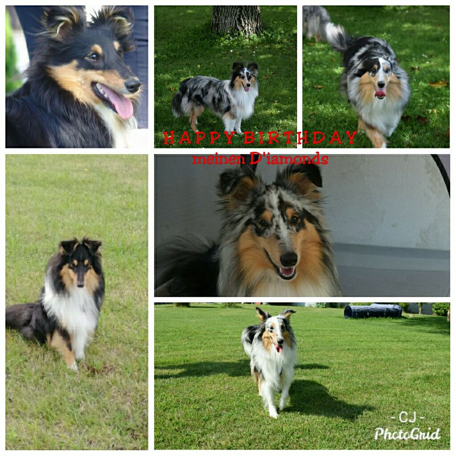 13.10.2020 HAPPY BIRTHDAY😍 meinen hübschen D'iamonds
Ich wünsche Euch ein langes und gesundes Hundeleben und weiterhin ganz viel Spaß und Freude mit euren 2-Beinern. 
