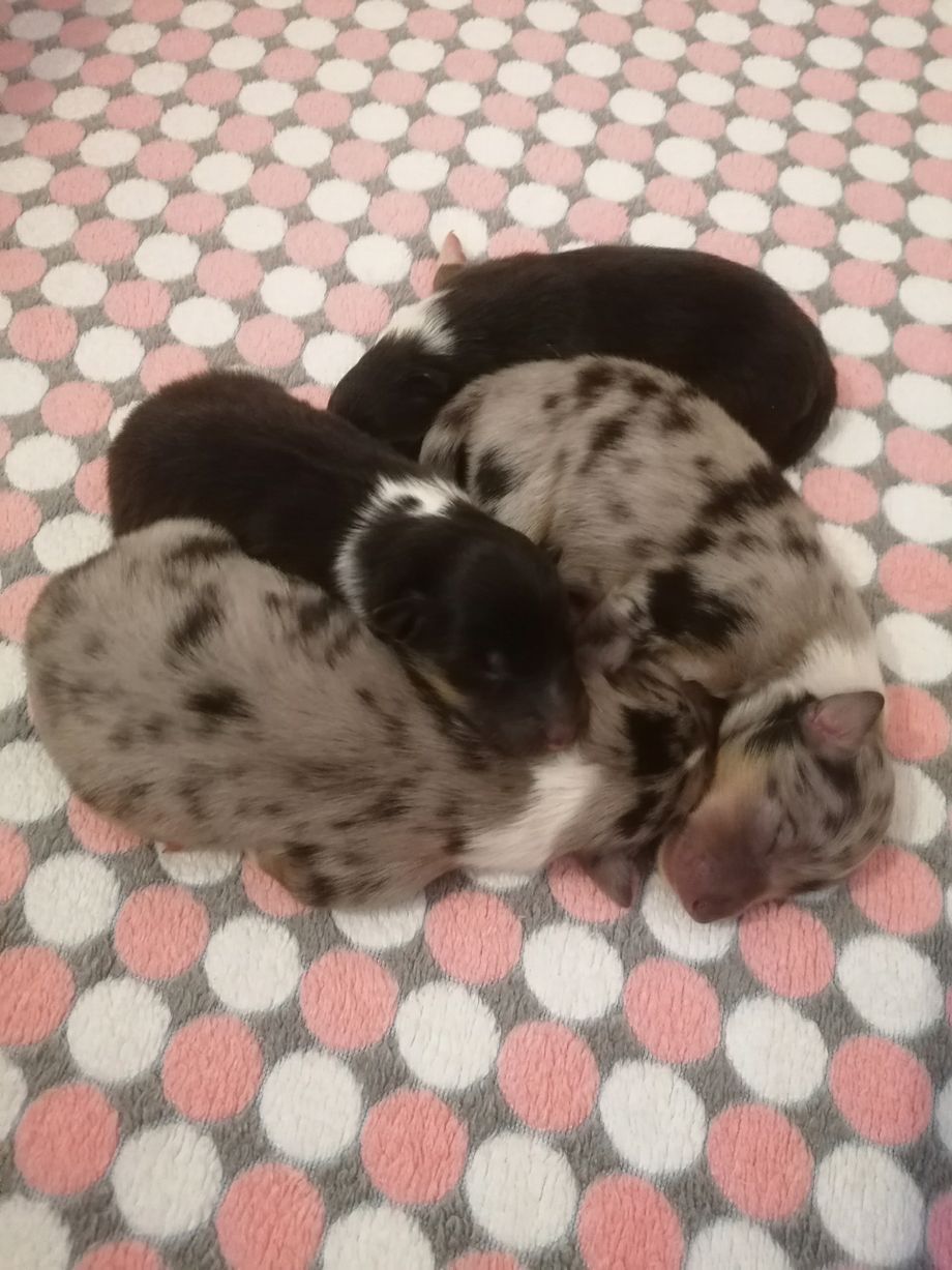 Am 15.11.2020 brachte Catalea problemlos und instinktsicher in nur 2 Stunden vier wunderschöne Welpen auf die Welt.
1 Rüde tricolour und 3 Hündinnen (2 blue-merle, 1 tricolour)
Bin mega stolz auf meine Süße, dass sie ihre 1. Geburt so Klasse gemeistert hat. 
An dieser Stelle muss ich auch Papa Juke erwähnen, der für seinen Teil auch mal wieder den absolut richtigen Riecher! hatte und Catalea erst am 15. Läufigkeitstag und nur 1x gedeckt hat. Ich glaubte ja schon nicht mehr, dass es was wird, da Catalea ihn die Tage zuvor bezirzte, umgarnte und ihn dann regelrecht 