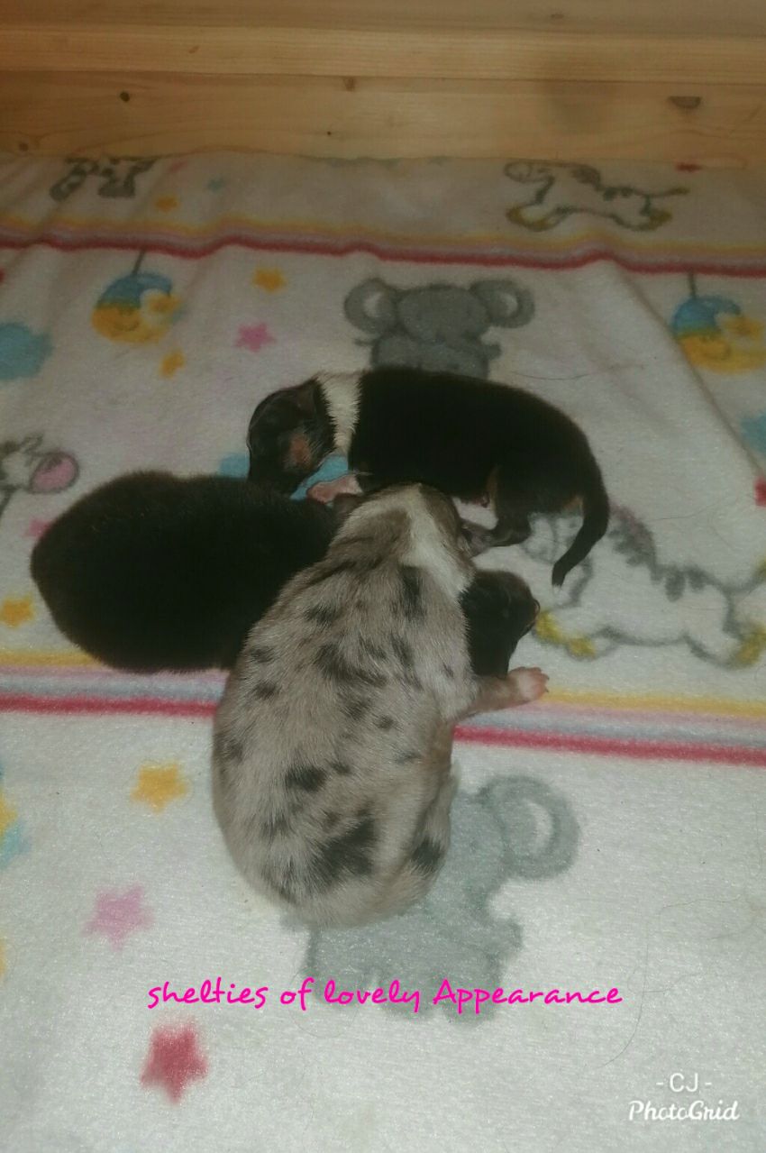 Am 1.1.22 brachte Catalea in nur 50 Minuten problemlos und instinktsicher ihre Neujahrskinder zur Welt. 2 Rüden tricolour, 1 Hündin 
blue-merle. Mama und Babies sind wohlauf.