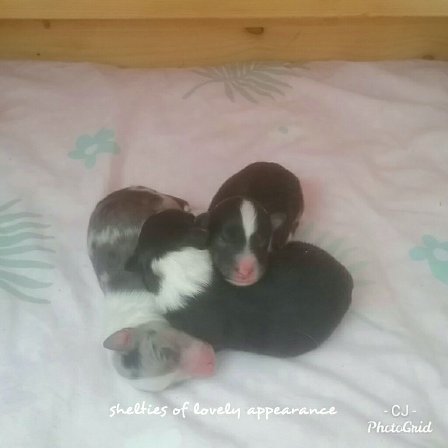 Am 02.03.2022 hat Donatella problemlos und instinktsicher 3 gesunde und wunderschöne Babies geboren. 2 Rüden tricolour / blue-merle und 1 Hündin tricolour. 