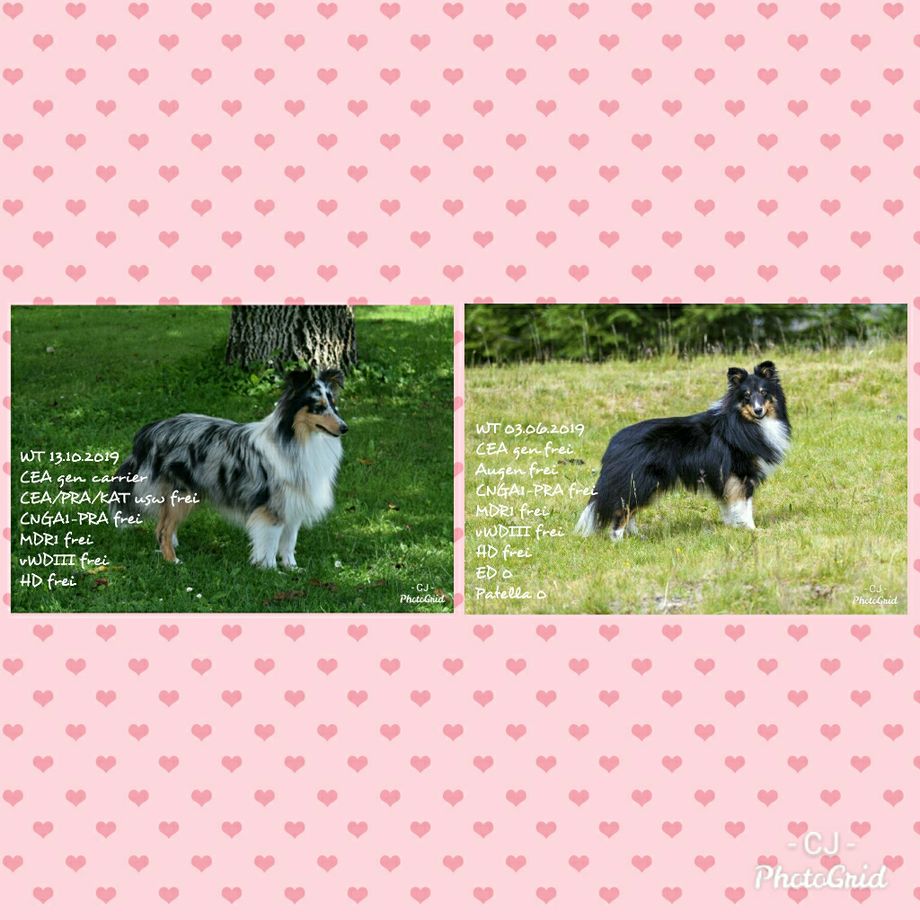 Die stolzen Eltern sind
Donatella Versace of lovely Appearance + 
Dutch Pride from Marmorea's Shelter
Alle Welpen werden CEA frei / carrier und MDR1 frei sein.