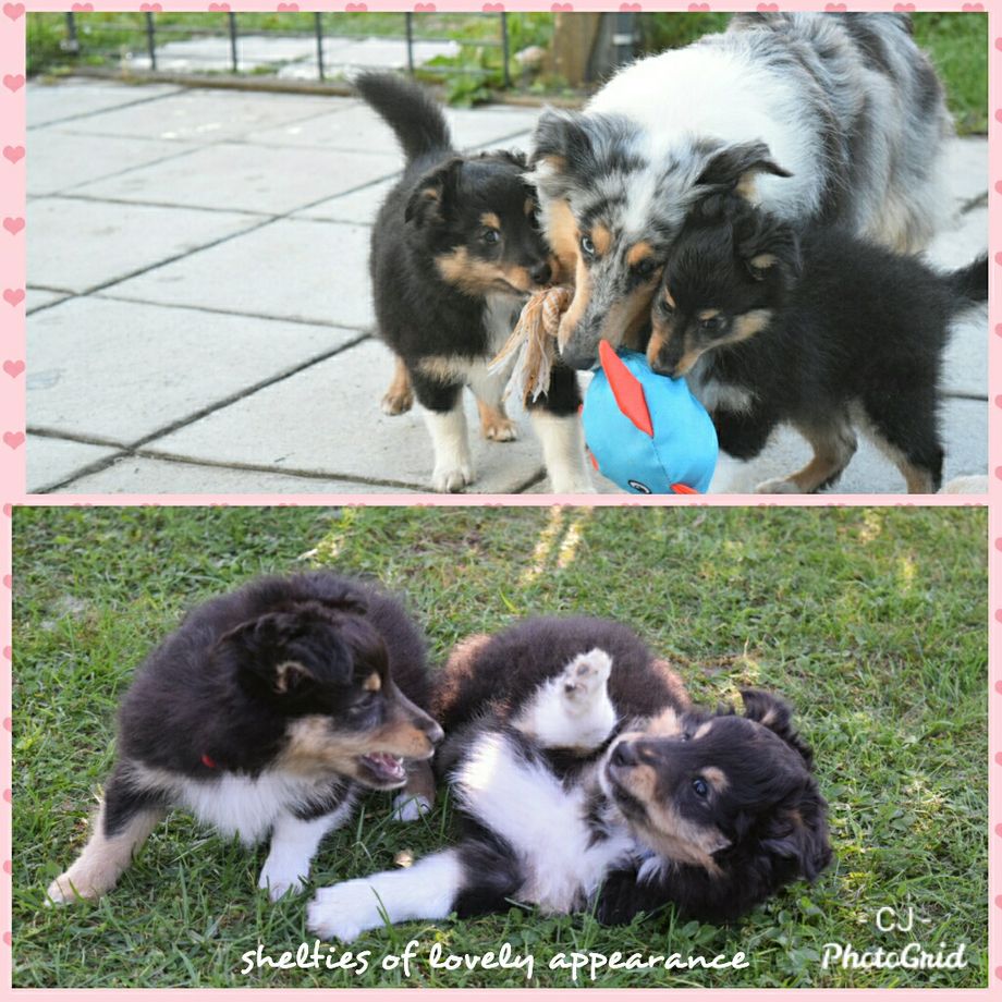 29.07.22 HAPPY BIRTHDAY meinen C'uties😚
Wünsche Euch noch ganz viele gesunde, kuschel-, streichel- und bewegungsintensive Jahre mit Euren 2-Beinern. Drücke Euch ganz fest und bin in Gedanken bei Euch.