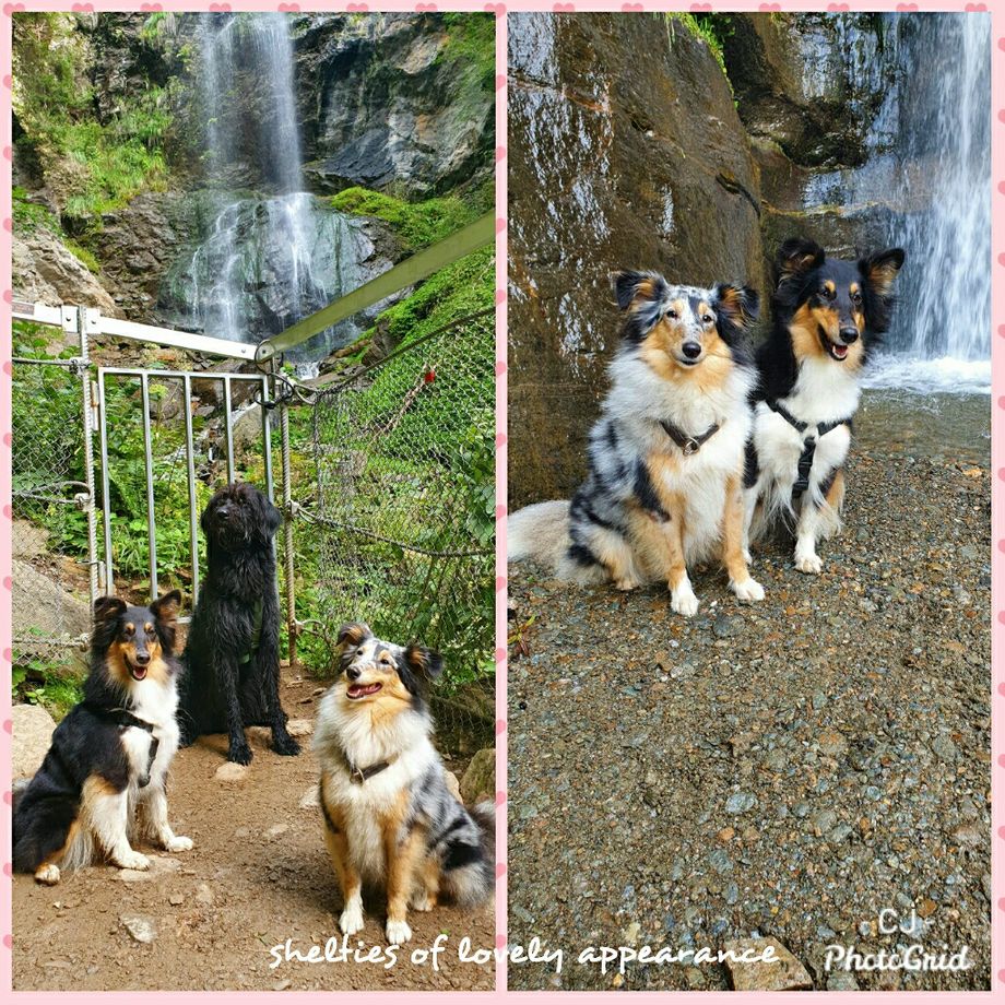 Butterfly Blossom und Elsa Ice Queen of lovely appearance genießen ebenfalls den schönen Herbst und haben mit ihrem Freund einen Ausflug gemacht. Danke für die schönen Bilder!😍
