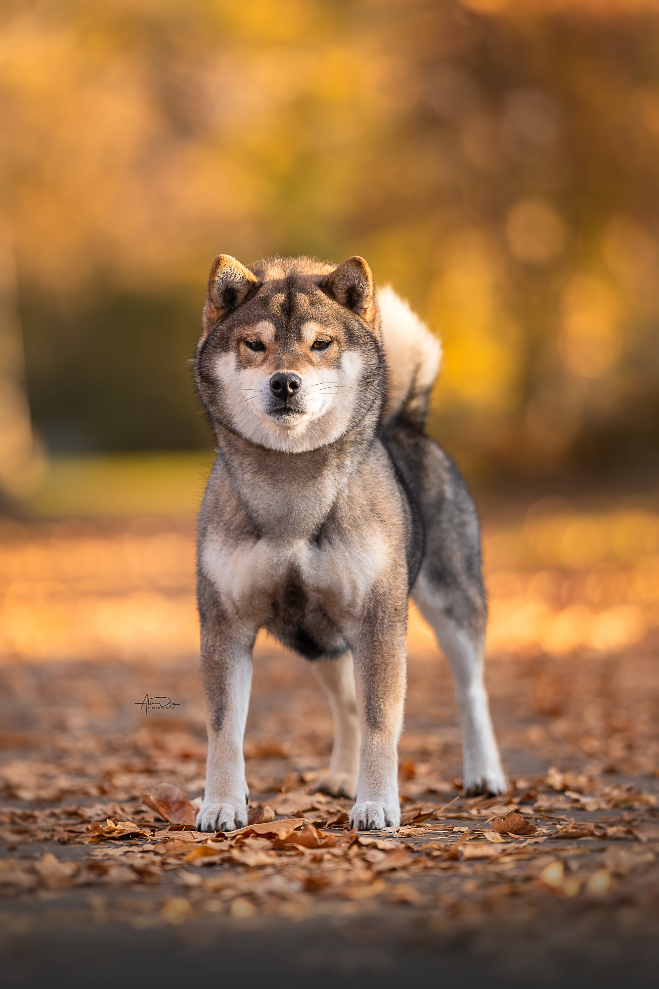 Jinsiy bokira Dogiston