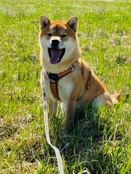 MEEKO
