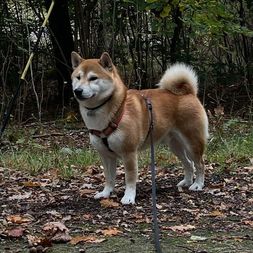 VAKI